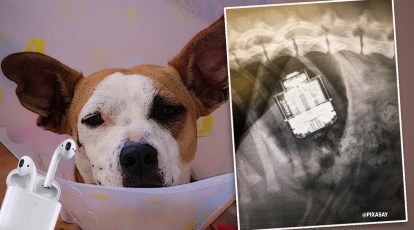 Dog undergoes surgery after swallowing AirPods; vets surprised to find them  intact