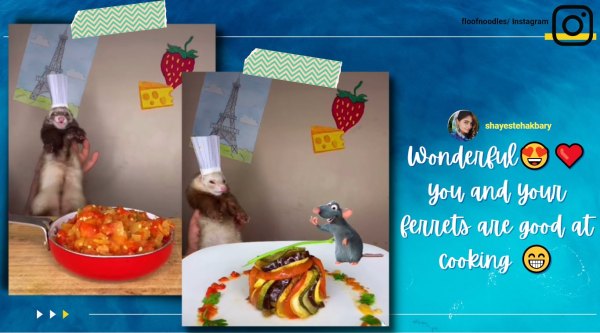 ferret cooking video, Ratatouille ferret recreation, Ratatouille, Ratatouille main dish ferret video, viral video, cute animal videos, indian express