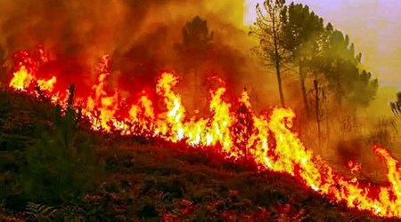 540 fire incidents in 4 years: Haryana forest dept fears rise in forest fires this year