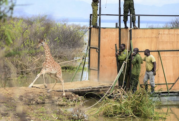kenya giraffe rescue, ruko giraffe santuary, Lake Baringo giraffe rescue, Rothschild’s Giraffe, Longicharo island giraffe rescue, good news, indian express