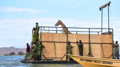 kenya giraffe rescue, ruko giraffe santuary, Lake Baringo giraffe rescue, Rothschild’s Giraffe, Longicharo island giraffe rescue, good news, indian express