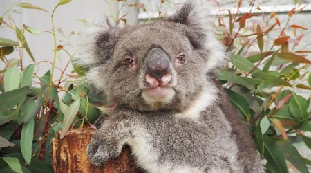 koala, guinness records, guinness world records news, oldest living koala, oldest in captivity, wildlife, victorian koala, indianexpress.com, indianexpress,
