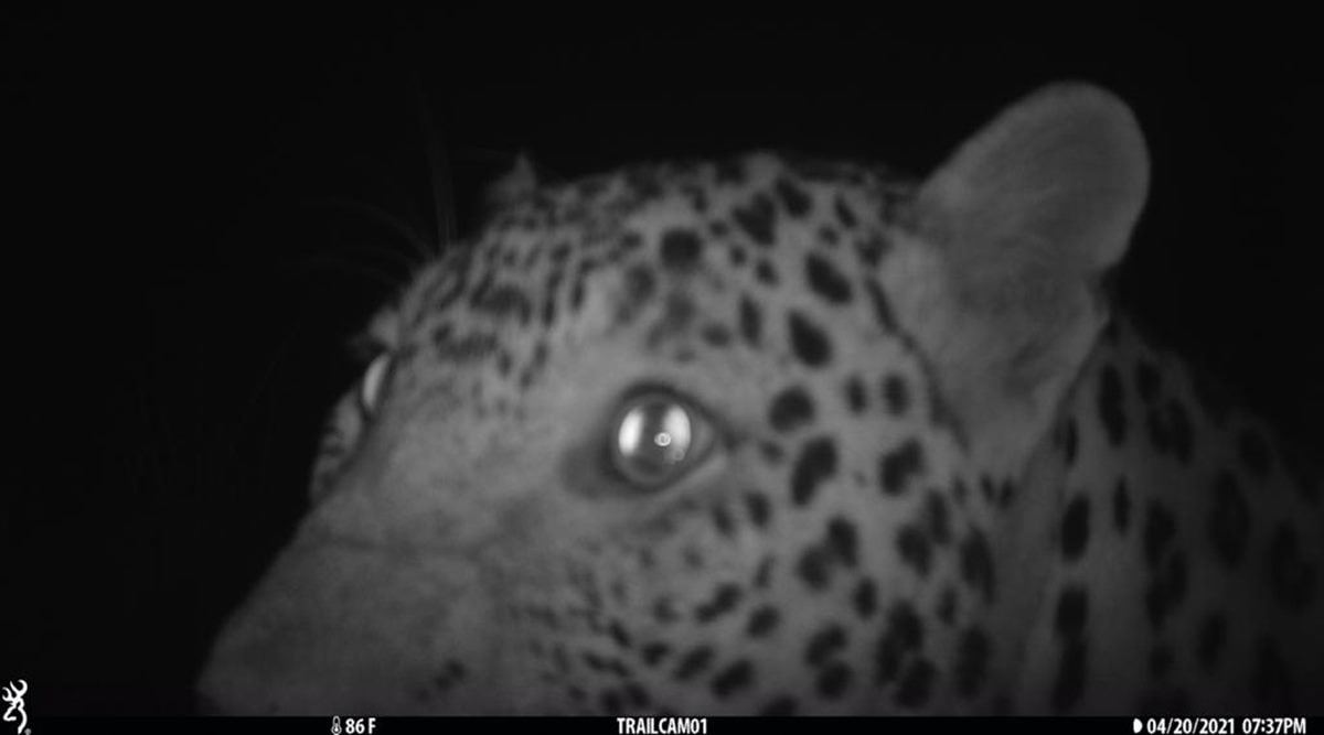 The leopard caught in camera trap at Kansal Forests.