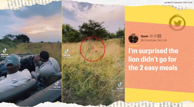 Lion videos, Lion chasing prey, Lion close encounter, Lion chasing prey in front of safari van, Lion chasing prey in front of tourists, viral video, Trending news, Indian Express news.