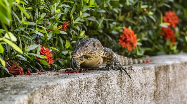 lizard, monitor lizard, monitor lizard thailand market, monitor lizard viral video, monitor lizard trending, lizard in supermarket, indian express, indian express news