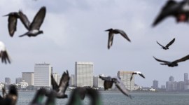 macrotech developers, macrotech developers ipo