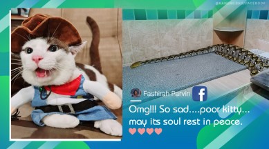 python eats pet cat, pet cat eaten by python, missing cat found inside snake stomach, viral news, odd news, indian express, thailand news