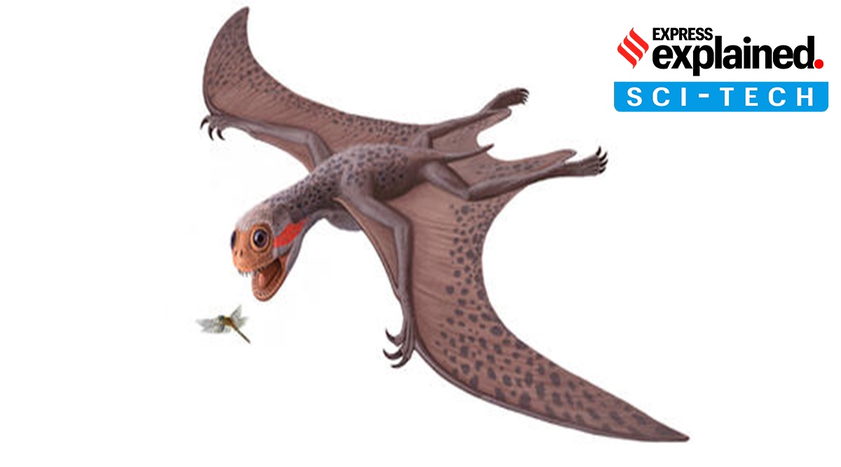 Pterosaur, Explained Sci-Tech