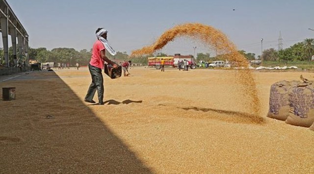 Punjab procures 95% wheat in just 26 days | Chandigarh News - The ...