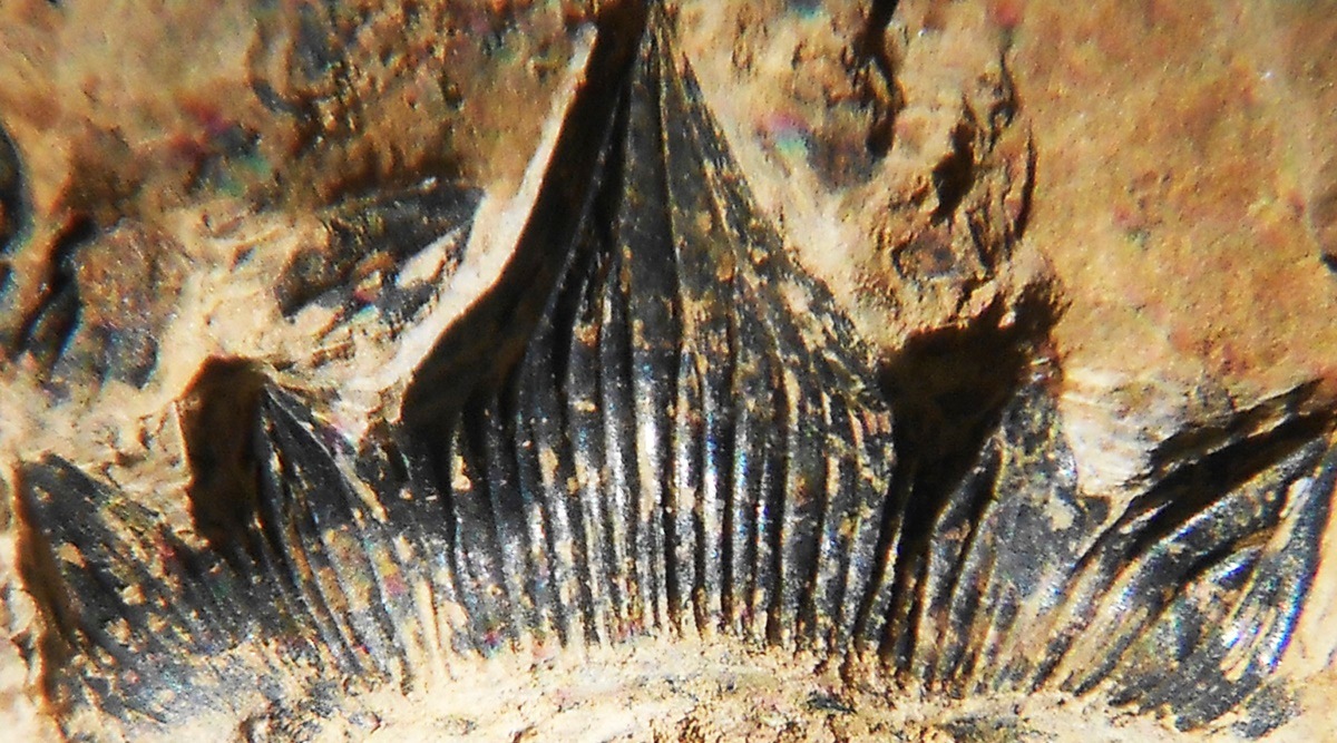 ‘Godzilla’ shark discovered in New Mexico gets formal name Lifestyle