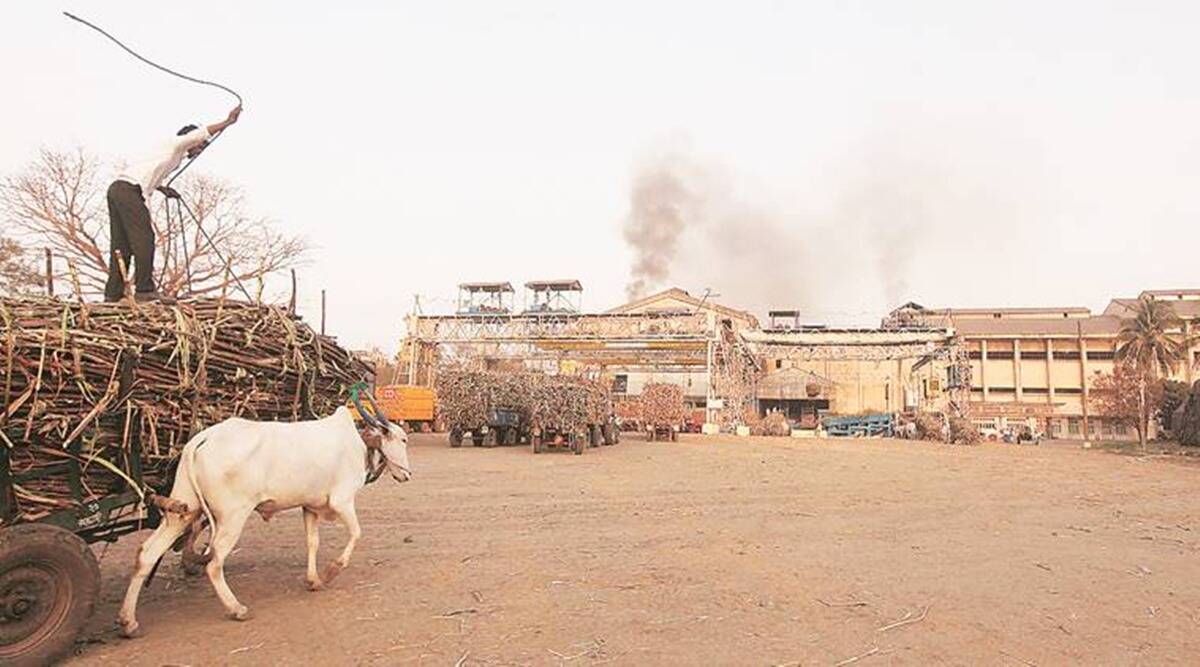 Maharashtra crosses 100 lakh tonnes in sugar production, but cane