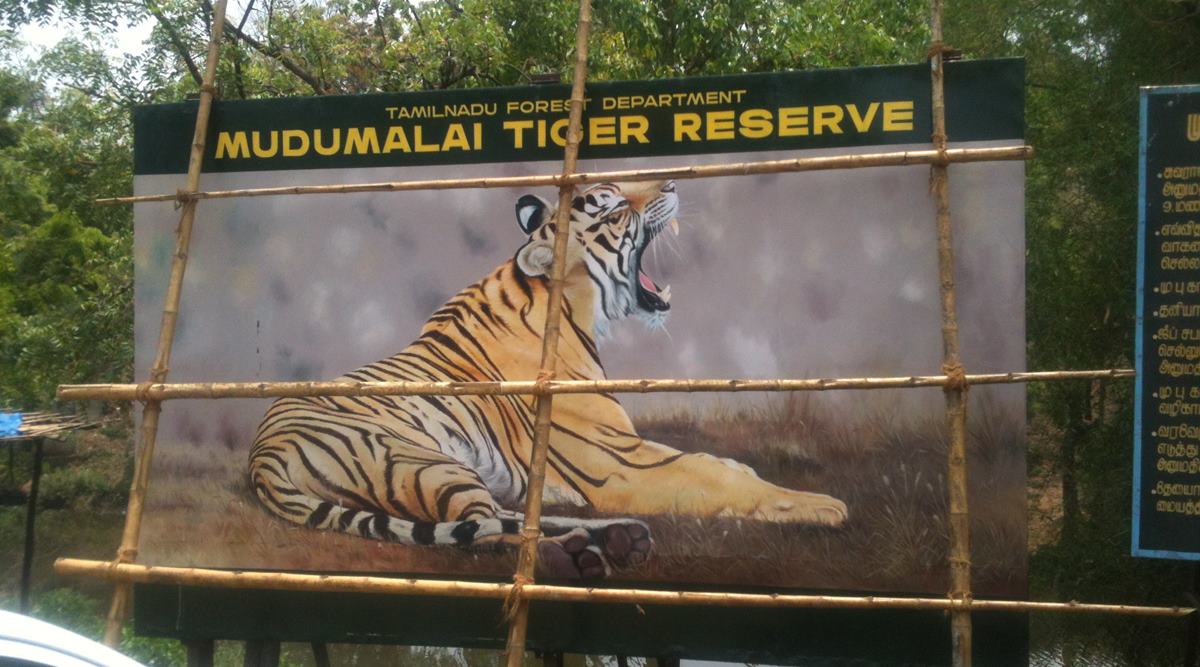Tamil Nadu: Two arrested for poisoning tigress in Mudumalai last November |  Cities News,The Indian Express