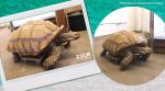 Giant tortoise with injured legs given skateboard, endangered tortoise, male African spurred tortoise, Helmuth, twitter reactions, trending, indian express, indian express news