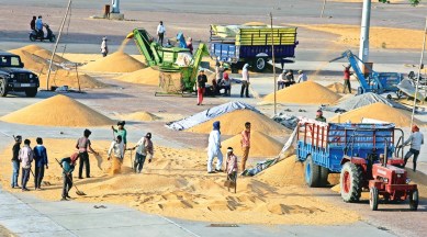 A grain market in Ludhiana as wheat procurement began on Saturday. (Photo: Gurmeet Singh)