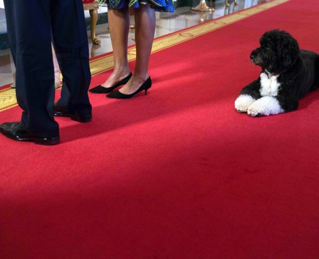 barack obama, michelle obama, barack obama michelle obama, barack obama pet dog, michelle obama pet dog, indian express, indian express news