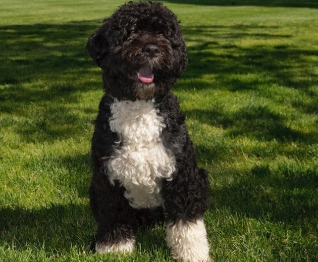 barack obama, michelle obama, barack obama michelle obama, barack obama pet dog, michelle obama pet dog, indian express, indian express news