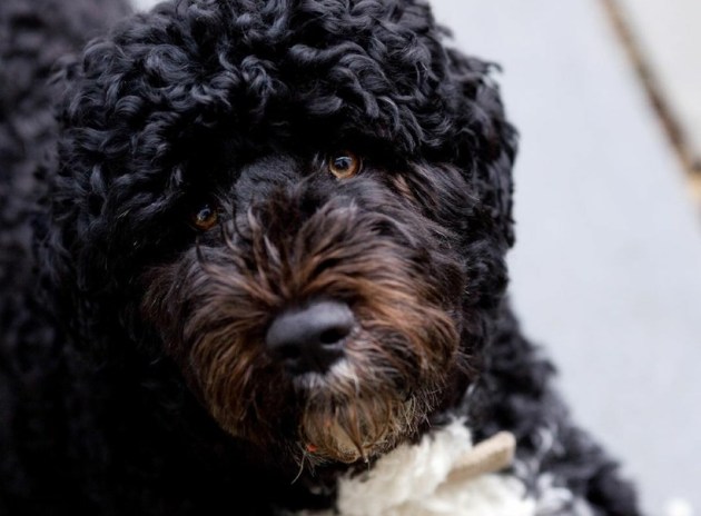 barack obama, michelle obama, barack obama michelle obama, barack obama pet dog, michelle obama pet dog, indian express, indian express news