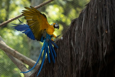 Rio de Janerio, Blue and yellow Macaw, Brazil, Zoo, Environment, Birds, Romance