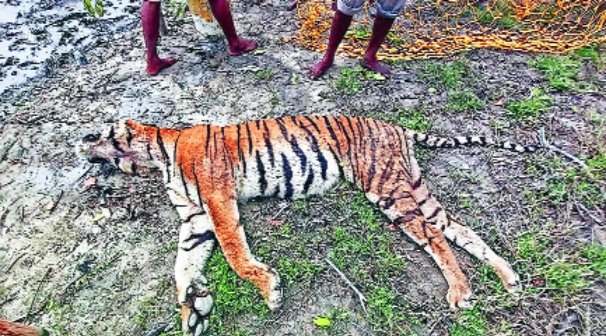 West Bengal: Tiger dies on way to treatment