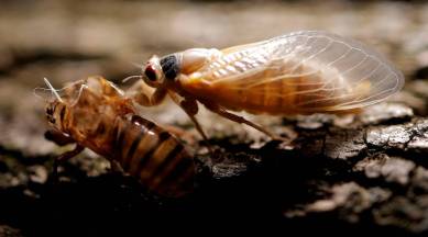 cicada hatch, What is cicada, George W. Bush, Cicada cycles, Motorola flip phone, World news