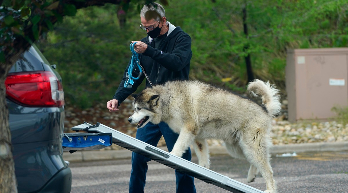 Dogs were also 91% correct in identifying negative samples, the study showed. (Representational Photo)