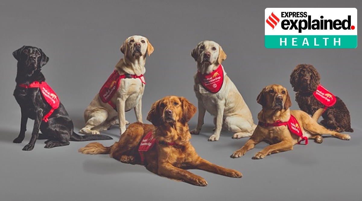 (From left) Marlow, Tala, Millie, Lexi, Kyp and Asher, trained to detect coronavirus from odour samples.(Source: Neil Pollock via Medical Detection Dogs, UK)