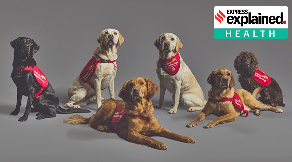 (From left) Marlow, Tala, Millie, Lexi, Kyp and Asher, trained to detect coronavirus from odour samples.(Source: Neil Pollock via Medical Detection Dogs, UK)