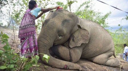 A woman offers flowers to the carcass of an elephant which died after being struck by lightening near Bamuni Hills in Kondoli, Nagaon district. (Express Photo)