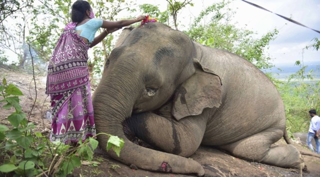 A woman offers flowers to the carcass of an elephant which died after being struck by lightening near Bamuni Hills in Kondoli, Nagaon district. (Express Photo)