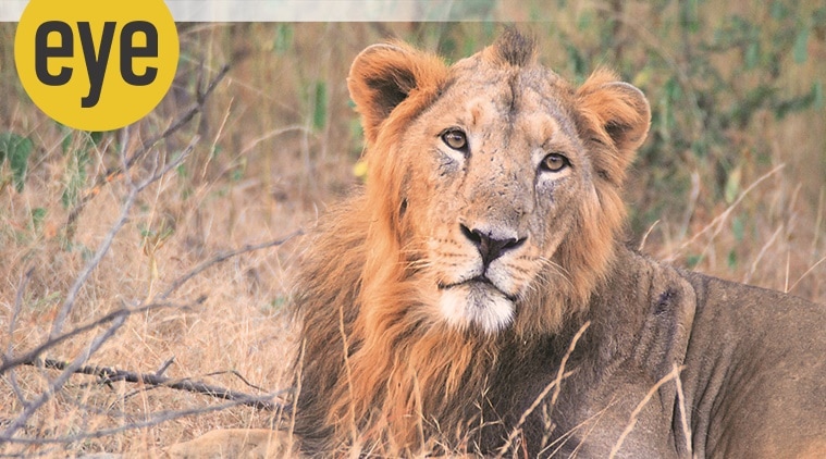 ranjit lal, lion