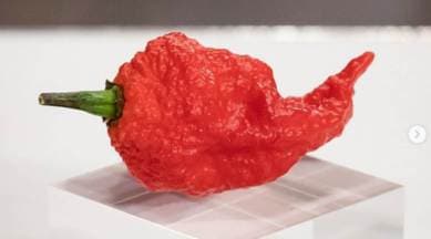 MasterChef Australia, MasterChef Australia news, hottest chillies in the world, MasterChef Australia features hottest chillies in the world, indian express news