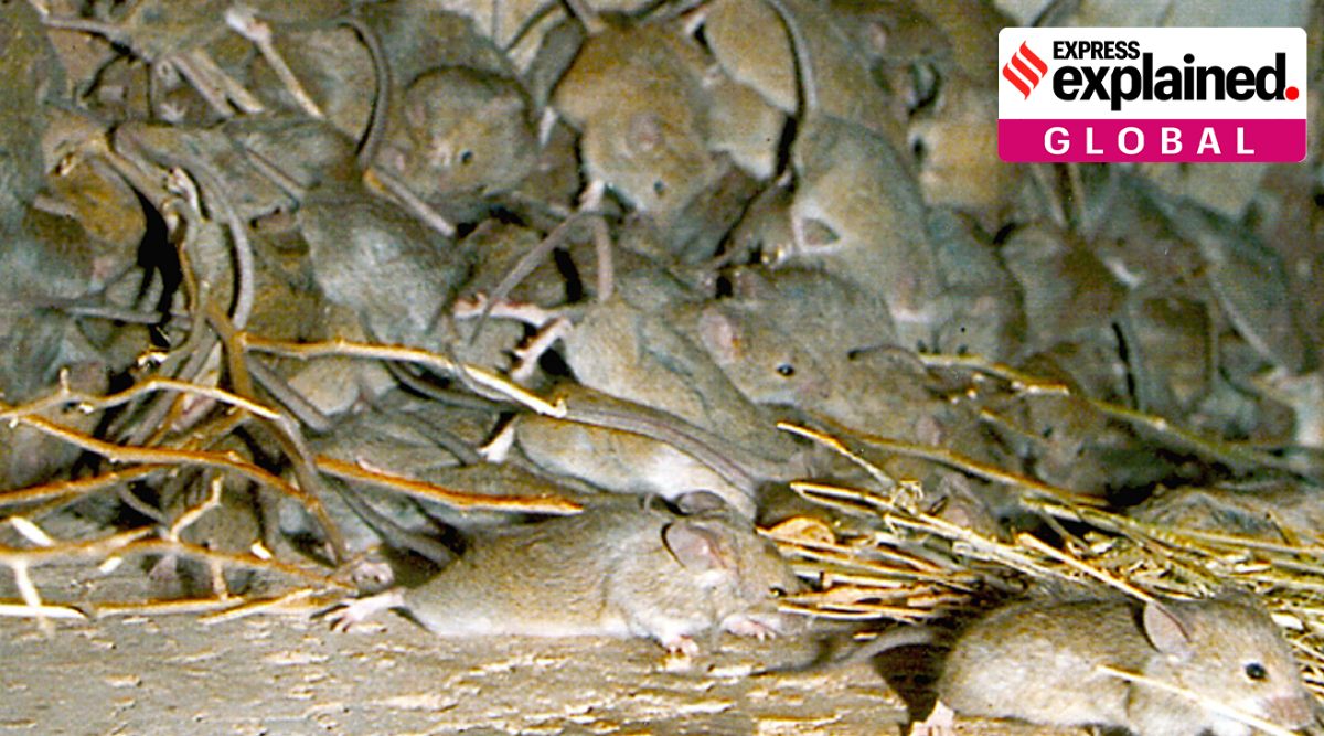 mouse plague Australia