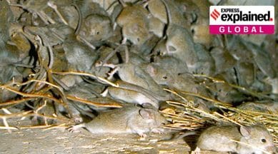 mouse plague Australia