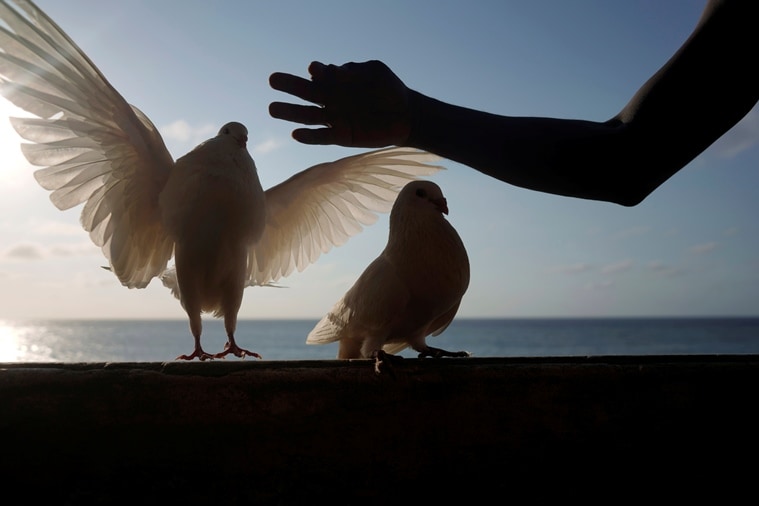 cuba pandemic, cuba pigeon breeding, cuba coronavirus, cuba covid cases, cuba lockdown, cuba pigeons