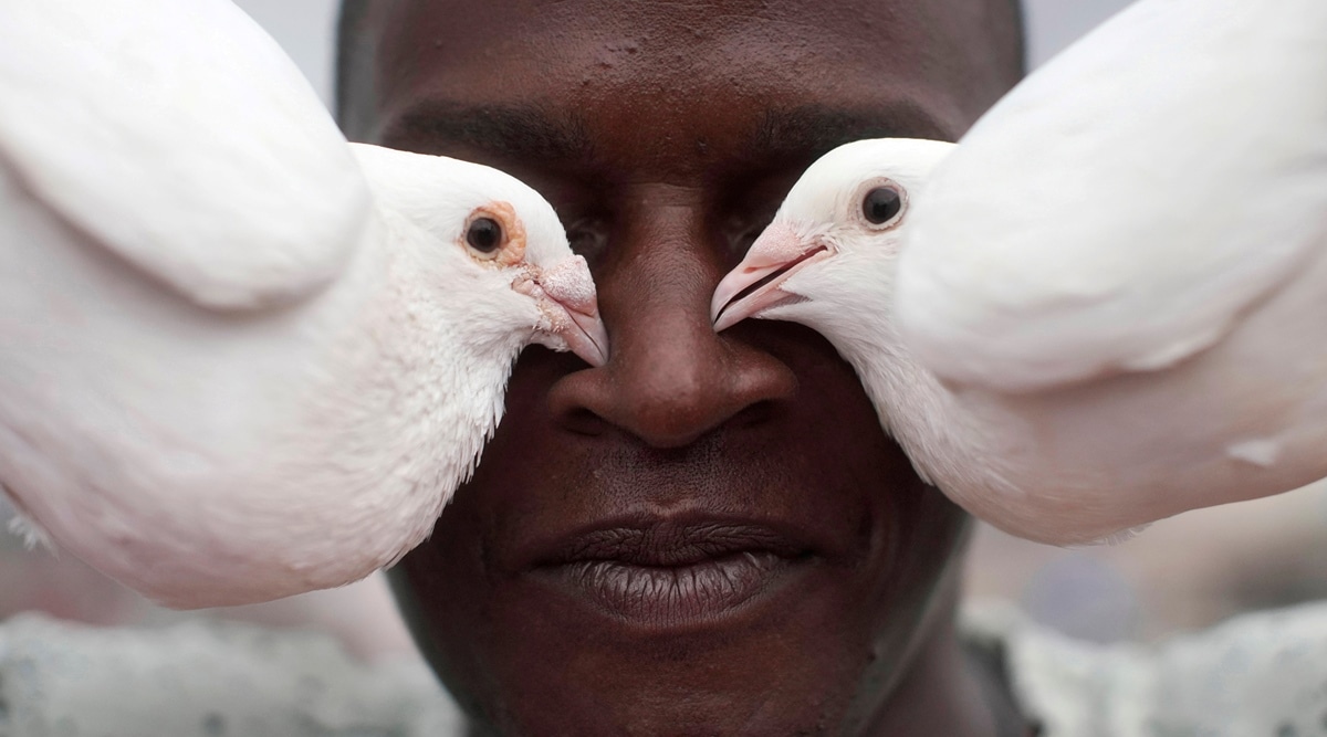 cuba pandemic, cuba pigeon breeding, cuba coronavirus, cuba covid cases, cuba lockdown, cuba pigeons