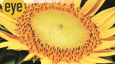 flora, plant kingdom, seduction in the plant kingdom, eye 2021, sunday eye, indian express news