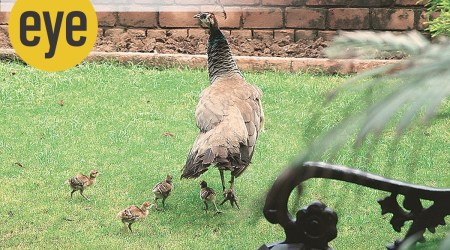 The Jungle in my Backyard: A peahen tours  the garden, showing its babies around. (Photo: Ranjit Lal)