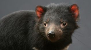 Births of Tasmanian devils are a milestone after 3,000 years