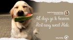Halo, watermelon smile dog passes away, watermelon smile dog Twitter, Dog with watermelon piece in mouth, WeRateDogs Twitter page, Thoughts of Dog Twitter page, Trending news, Viral news, Indian Express news