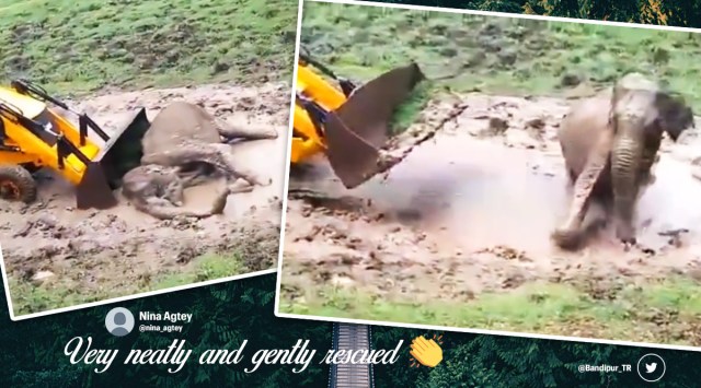 Elephant calf videos, Elephant videos, Elephant rescue videos, Bandipur Tiger Reserve, elephant calf stuck mud puddle rescue, Viral video, Karnataka, Animal rescue videos, Trending news, Indian Express news