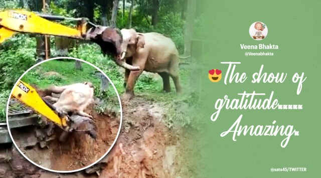 Elephant videos, Elephant rescue videos, Coorg, elephant stuck mud puddle rescue, Elephant rescue muddy ditch Coorg, Viral videos, Karnataka, Animal rescue videos, Trending news, Indian Express news