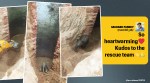 Elephant calf rescued from 30 feet deep well, Jharkhand, Elephant calf rescue video, Elephant videos, Jharkhand elephant rescue, Viral video, Indian express news, Trending news