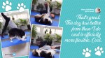 Dog doing yoga viral video, Dog and owner yoga session, my_aussie_gal Instagram, Dog videos, Dog and owner videos, secret the Australian shepherd videos, Trending news, Australian shepherd dog videos, Indian Express news