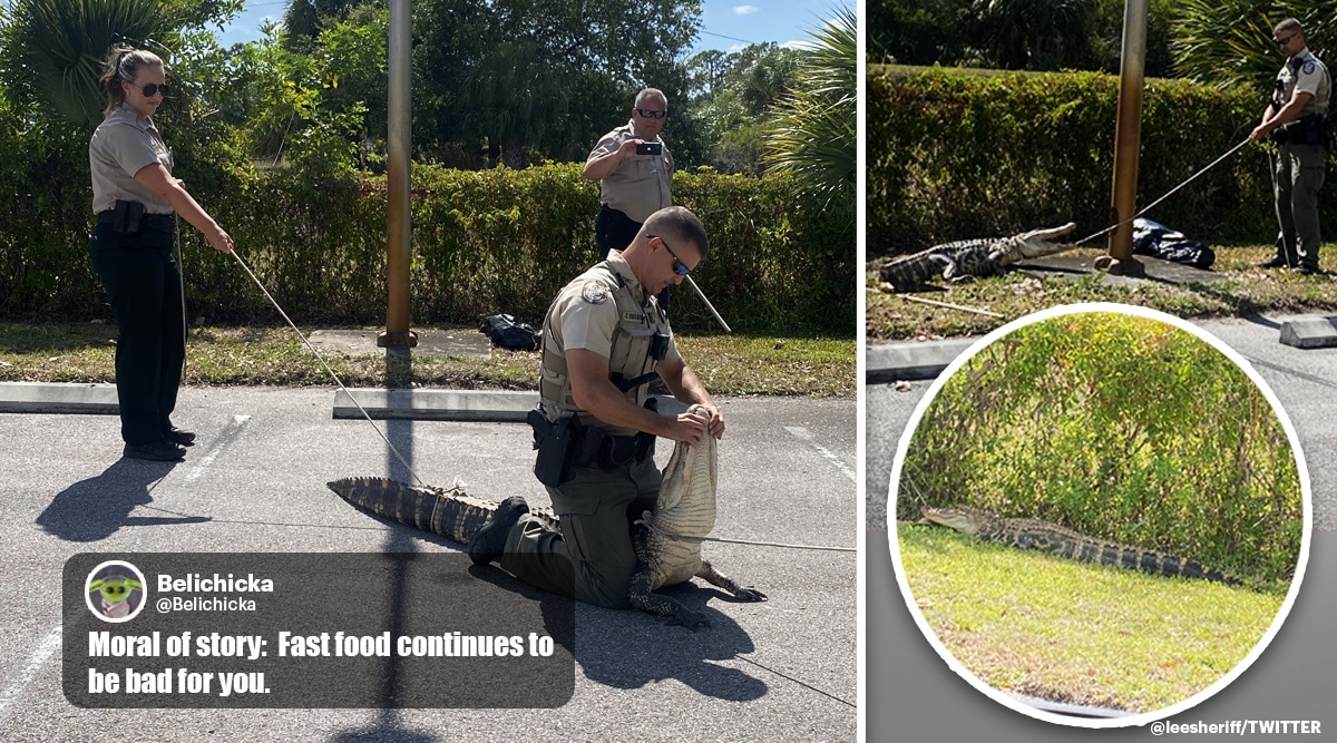 6-foot-long ‘hangry’ alligator chases people through Florida parking lot