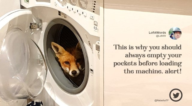 ‘what The Actual Fox Uk Woman Finds Fox Inside Washing Machine Trending News The Indian 5459