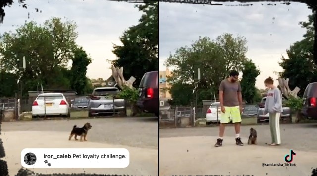 TikTok, TikTok challenge, dogs, dog videos, Dog challenges, Social media challenges, cute dog videos, Dogs on TikTok, dogs on Instagram, Dog loyalty test challenge, babies, trending videos, trending news, Viral videos, Indian express news