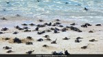 Olive Ridley turtles, Olive Ridley turtles videos, Olive Ridley turtles hatching, Odisha, Gahirmatha Island, Olive Ridley turtles in, Gahirmatha Island, Viral video, Trending news, Indian Express news.