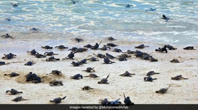 Olive Ridley turtles, Olive Ridley turtles videos, Olive Ridley turtles hatching, Odisha, Gahirmatha Island, Olive Ridley turtles in, Gahirmatha Island, Viral video, Trending news, Indian Express news