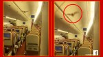 air india aircraft, Bat, Air India, Air India bat, animals, Delhi, Trending video, Trending news, Indian express news