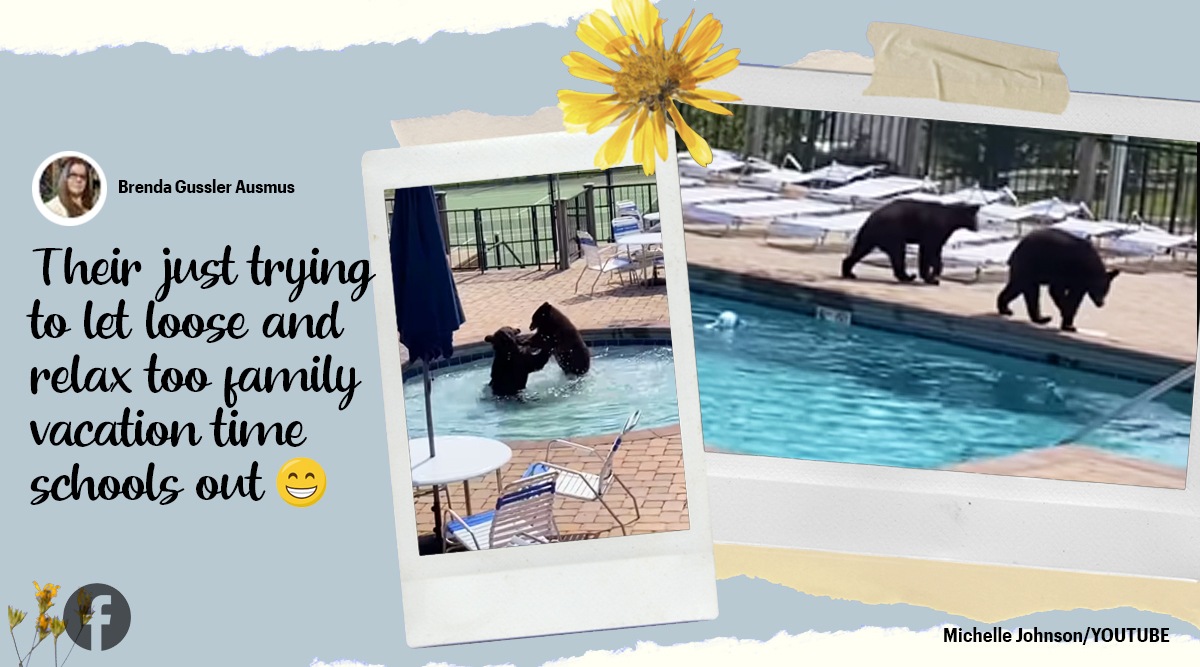Viral video of black bears crashing a pool party delights people online